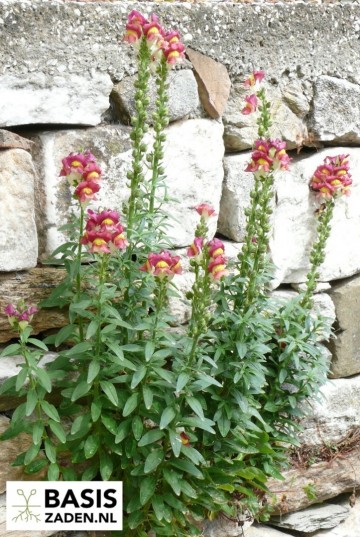 Leeuwenbekje Antirrhinum Majus Tetraploide| Basiszaden.nl