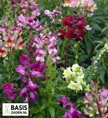Leeuwenbekje Antirrhinum Majus Tetraploide| Basiszaden.nl