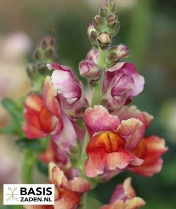 Leeuwenbekje Antirrhinum Majus Tetraploide| Basiszaden.nl