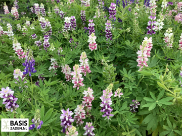 Lupine Pixie Delight mix Lupinus hartwegii | Basiszaden.nl