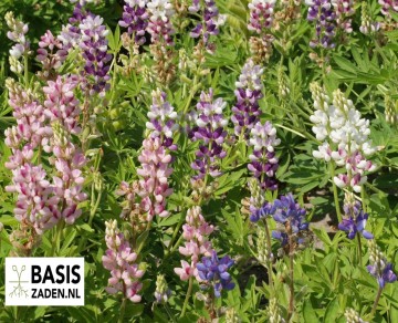 Lupine Pixie Delight mix Lupinus hartwegii | Basiszaden.nl