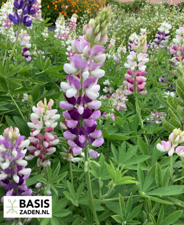 Lupine Pixie Delight mix Lupinus hartwegii | Basiszaden.nl