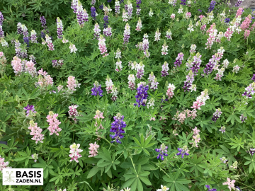 Lupine Pixie Delight mix Lupinus hartwegii | Basiszaden.nl