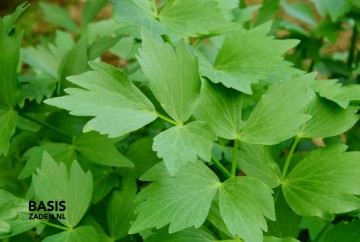 Lavas Maggiplant Levisticum officinale | Basiszaden.nl