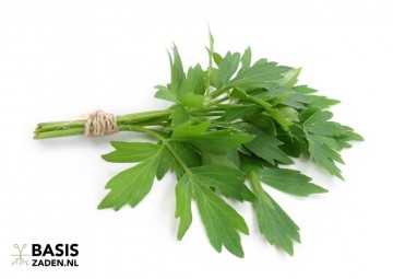 Lavas Maggiplant Levisticum officinale | Basiszaden.nl