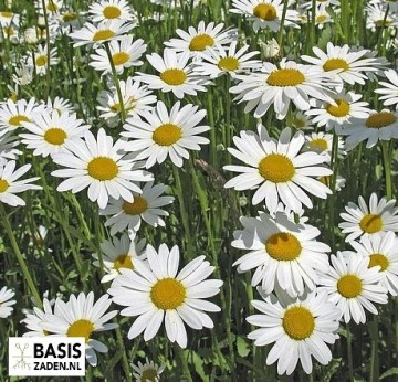 Margriet May Queen Chrysanthemum vulgare | Basiszaden.nl