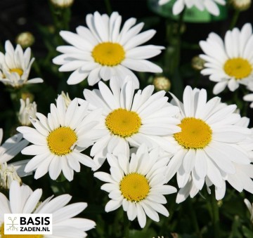 Margriet May Queen Chrysanthemum vulgare | Basiszaden.nl