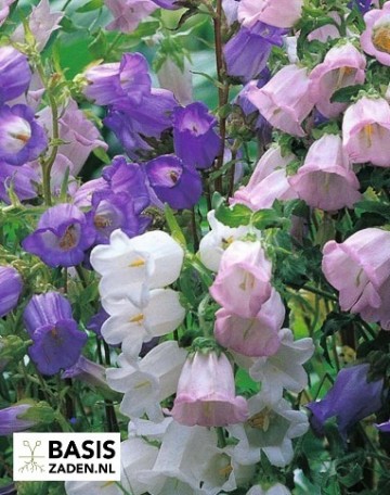 Mariëtteklokje single mix Campanula medium | Basiszaden.nl