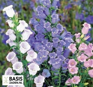 Mariëtteklokje single mix Campanula medium | Basiszaden.nl