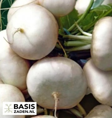 Meirapen Platte Witte Brassica rapa | Basiszaden.nl