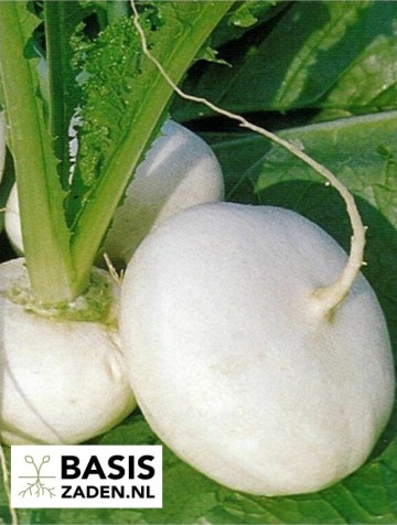 Meirapen Platte Witte Brassica rapa | Basiszaden.nl