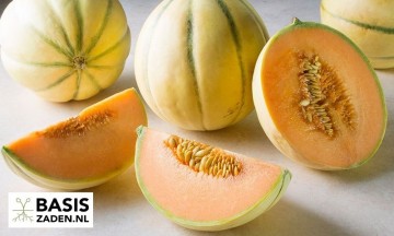 Meloen Charentais Cucumis melo | Basiszaden.nl