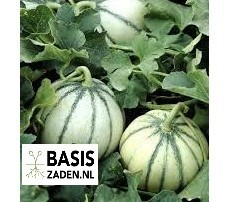 Meloen Charentais Cucumis melo | Basiszaden.nl