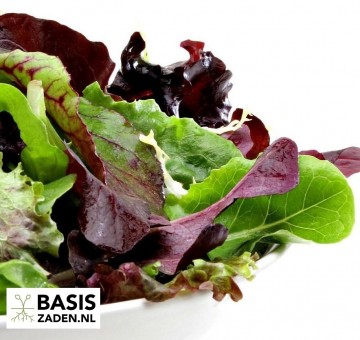 Sla Baby Leaf-mengsel Lactuca | Basiszaden.nl
