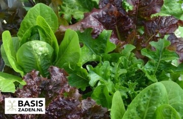 Sla Baby Leaf-mengsel Lactuca | Basiszaden.nl
