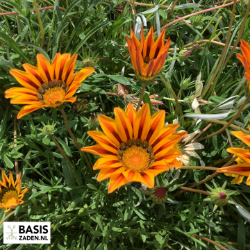 Middaggoud Sunshine mix Gazania splendens | Basiszaden.nl