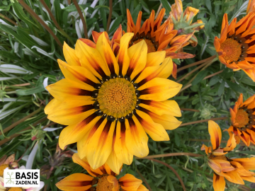 Middaggoud Sunshine mix Gazania splendens | Basiszaden.nl