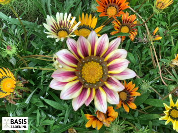Middaggoud Sunshine mix Gazania splendens | Basiszaden.nl