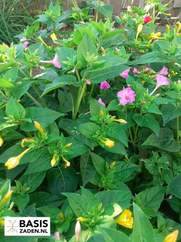 Nachtschone kleurenmix Mirabilis jalapa | Basiszaden.nl