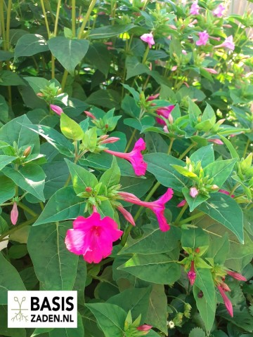Nachtschone kleurenmix Mirabilis jalapa | Basiszaden.nl