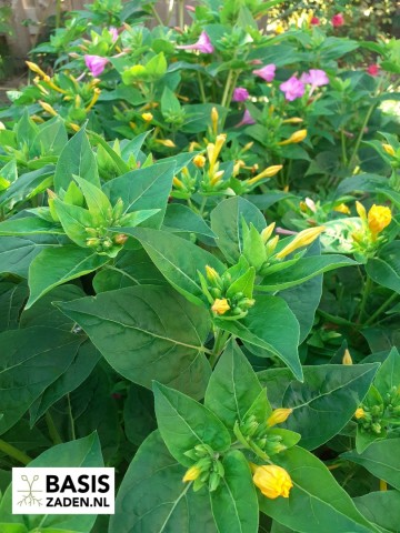 Nachtschone kleurenmix Mirabilis jalapa | Basiszaden.nl