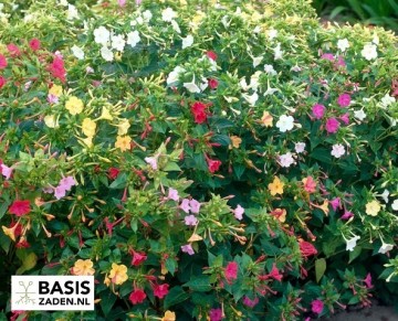 Nachtschone kleurenmix Mirabilis jalapa | Basiszaden.nl