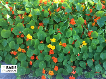 Oost-Indische kers Jewel Mix Tropaeolum majus nanum | Basiszaden.nl