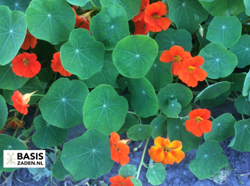 Oost-Indische kers Jewel Mix Tropaeolum majus nanum | Basiszaden.nl