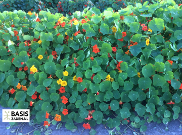 Oost-Indische kers Jewel Mix Tropaeolum majus nanum | Basiszaden.nl
