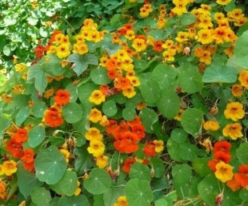 Mengsel eetbare bloemen | Basiszaden.nl