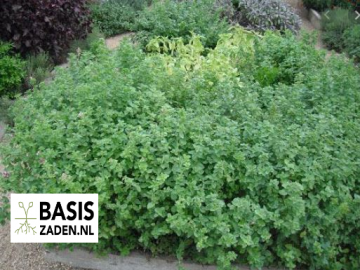 Oregano Marjolein Origanum vulgare| Basiszaden.nl