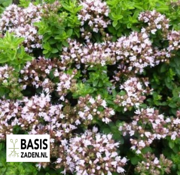 Oregano Marjolein Origanum vulgare| Basiszaden.nl