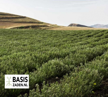 Oregano Marjolein Origanum vulgare| Basiszaden.nl