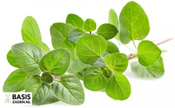 Oregano Marjolein Origanum vulgare| Basiszaden.nl