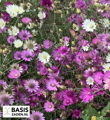 Papierbloem Lumina Double Mix Xeranthemum annuum | Basiszaden.nl