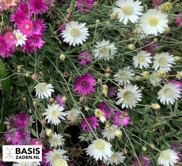 Papierbloem Lumina Double Mix Xeranthemum annuum | Basiszaden.nl