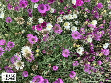 Papierbloem Lumina Double Mix Xeranthemum annuum | Basiszaden.nl