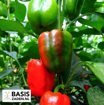 Paprika California Wonder Capsicum annuum | Basiszaden.nl