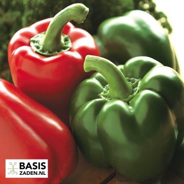Paprika California Wonder Capsicum annuum | Basiszaden.nl