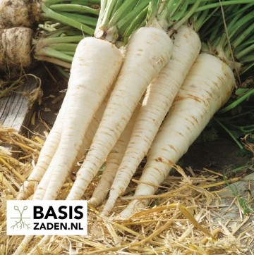 Pastinaak White Gem Pastinaca sativa | Basiszaden.nl