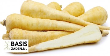 Pastinaak White Gem Pastinaca sativa | Basiszaden.nl