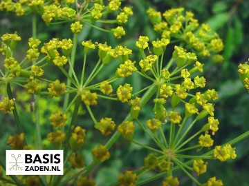 Pastinaak White Gem Pastinaca sativa | Basiszaden.nl