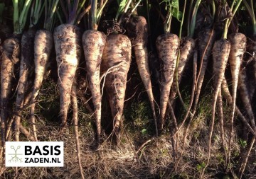 Pastinaak White Gem Pastinaca sativa | Basiszaden.nl