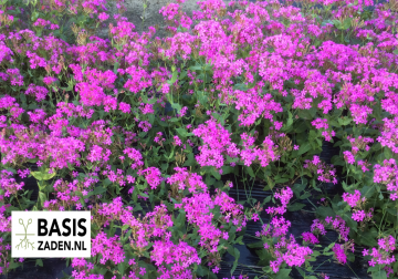 Pekbloem Electra Carmine Pink Silene armenia rubra | Basiszaden.nl