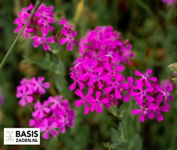 Pekbloem Electra Carmine Pink Silene armenia rubra | Basiszaden.nl