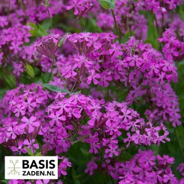 Pekbloem Electra Carmine Pink Silene armenia rubra | Basiszaden.nl