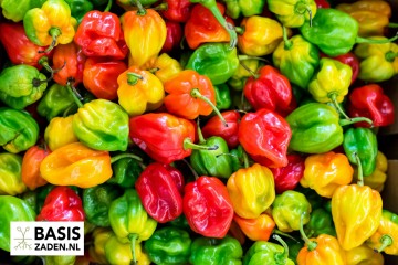 Caribische peper Habanero mix Capsicum chinense | Basiszaden.nl