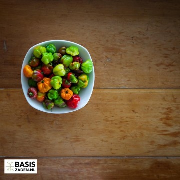 Caribische peper Habanero mix Capsicum chinense | Basiszaden.nl