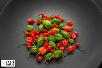 Caribische peper Habanero mix Capsicum chinense | Basiszaden.nl