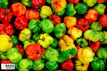 Caribische peper Habanero mix Capsicum chinense | Basiszaden.nl